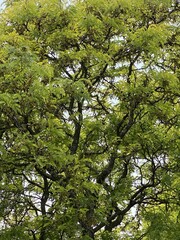 Dense Canopy of a Green Tree in Summer Light
