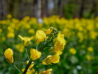 Yellow field of rape plant
