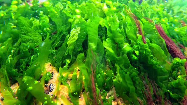 Green algae Enteromorpha intestinalis and small mollusks Mollusk Theodoxus on rocks near the shore in the Black Sea, underwater landscape
