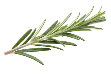 Fototapeta premium Fresh rosemary sprig culinary herb aromatic seasoning ingredient food isolated on transparent background