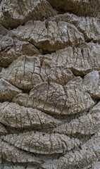 Beautiful close-up of the bark of phoenix canariensis