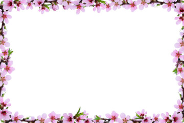 Spring peach twigs in a floral frame isolated on white or transparent background