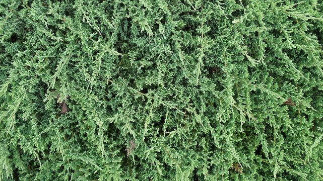 Juniperus Procumbens Nana. Landscaped Chinese juniper evergreen conifer, thuja. Strong-growing mat-forming plant. Beautiful English style cottage garden. Ornamental plant composition. Real Video 4K