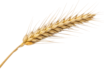 Wheat grain stalk agriculture cereal crop golden ripe harvest isolated isolated on transparent background