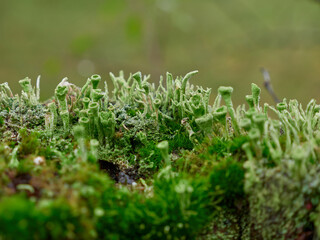 Close-up shot of lichen and moss on the soil in the forest