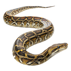 Obraz premium A close-up of a Burmese python, showcasing its distinctive patterns and colors. The snake is coiled and positioned against a black background.