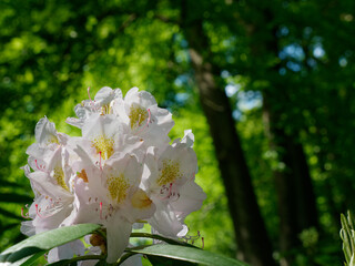 Delicate white Great laurel flowers (Rhododendron maximum) in sunlight