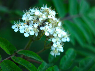 Aronia pruniflower (Aronia melanocarpa) is blooming 