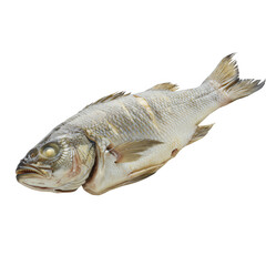 Raw Fish on Transparent Background Close up of Silver Gray Seafood