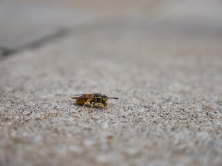 Closeup shot of a honeybee