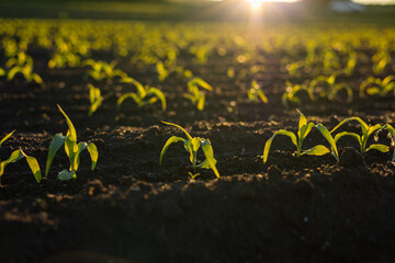Bright green corn sprouts emerge from dark soil under warm sunlight, indicating healthy growth in a...