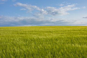 Expansive barley field in lush green hues stretches under a vast sky, showcasing the joy of agricultural abundance during growing season