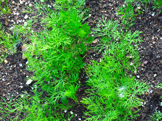 dill (Anethum graveolens) grows in the spring in the garden