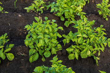 Healthy raw potato plants thrive in organized rows on an agricultural field, showcasing their lush green foliage and vibrant growth