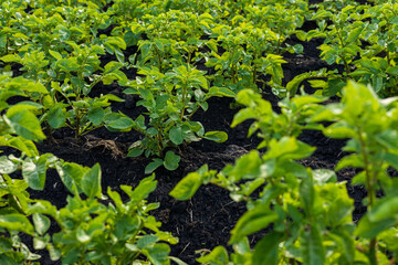 Lush green potato plants grow in neat rows, marking an agricultural field full of potential during the vibrant summer season
