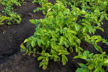 Rows of healthy potato plants thrive in rich soil, showcasing vibrant green leaves in a rural agricultural area