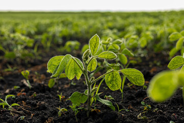 Young soybean plants grow steadily in a verdant field, highlighting the importance of agriculture and crop cultivation under sunny conditions