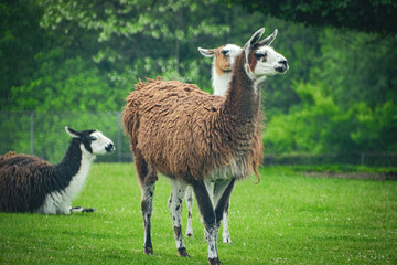 llama in the grass