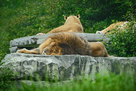 lion lying on the stone