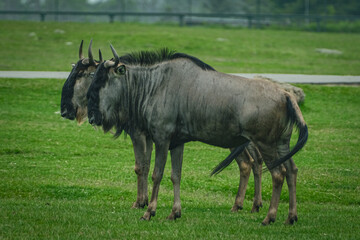 Wildebeests