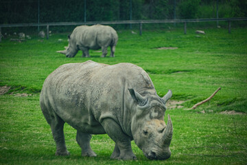 rhino in the wild