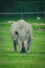 Fototapeta premium white rhino in the grass