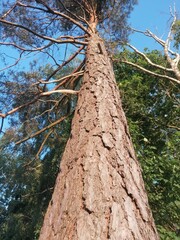 Fototapeta premium Pine tree trunk from below - forest perspective series