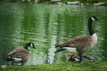 canada goose family