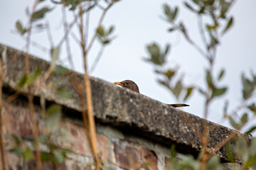 Female Blackbird (Turdus merula) in Dublin, commonly found across Europe in gardens and woodlands
