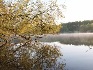Tree whose branches stick out into the sea, under which a small bird goes
