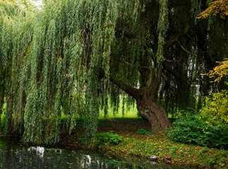 Closeup shot of a weeping willow on the bay