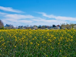 Fototapeta premium Rapeseed field with lush green under a cloudy sky and buildings in the background