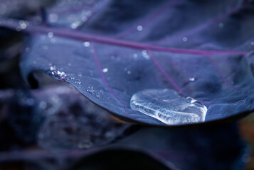 Selective focus shot of a waterdrop on a blue leaf