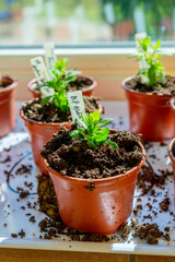 Indoor gardening pots with sprouting green plants.