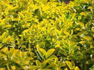Close-up of Japanese Spindletree with its rich yellow in the leaves