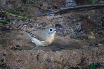 pale-chinned flycatcher or Cyornis poliogenys seen in Karimganj, Assam, India