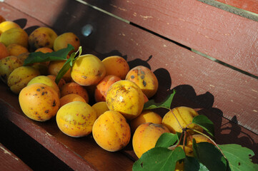 Ripe apricots on a wooden bench in the garden.