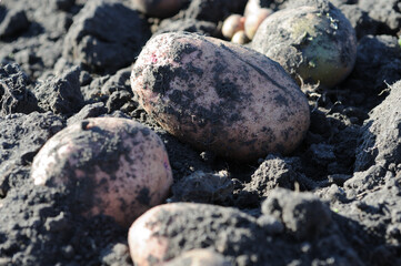 Fresh potatoes on the ground in the field. Close-up.