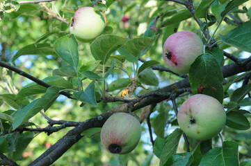 ripe apples on a tree branch in the garden, close-up