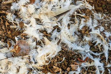 Detailed view of scattered bird feathers outdoors.