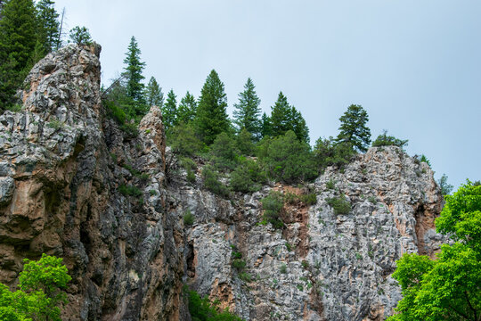 mountain cliff with pine trees