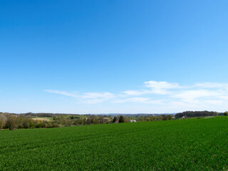 Obraz premium Green grass field under blue sky