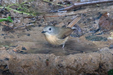 pale-chinned flycatcher or Cyornis poliogenys seen in Karimganj, Assam, India