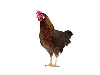 brown chicken isolated on white background