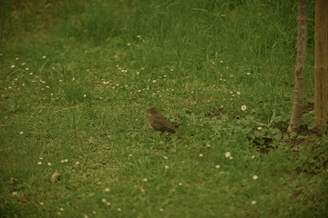 pheasant in the grass