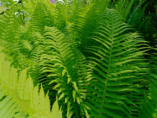 Leaves of a beautiful fern trees in sunshine