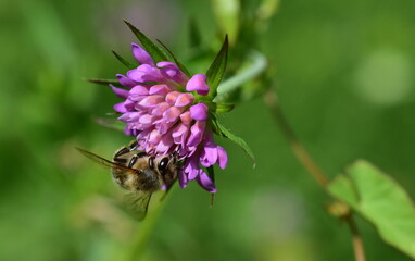 Biene auf einer Witwenblume