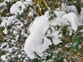 Closeup shot of snow-covered common juniper in wint