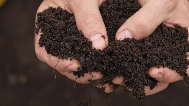 Fertile soil in male hands. Farmer hold rich land in field. Handful black soil. Natural ecological farming. Agricultural business. Humus, fertilized land. Bio agriculture and eco friendly cultivation.