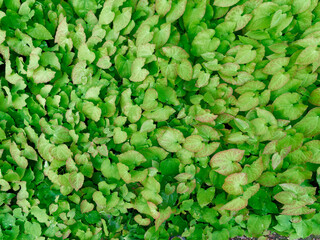 Top-view of Liverworts (Marchantiophyta)green leaves in sunlight